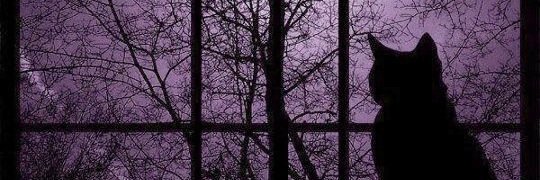 DBenabib's profile banner image