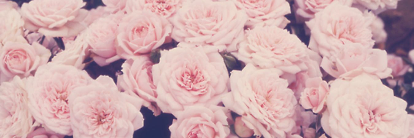 MadelynBarnes_'s profile banner image
