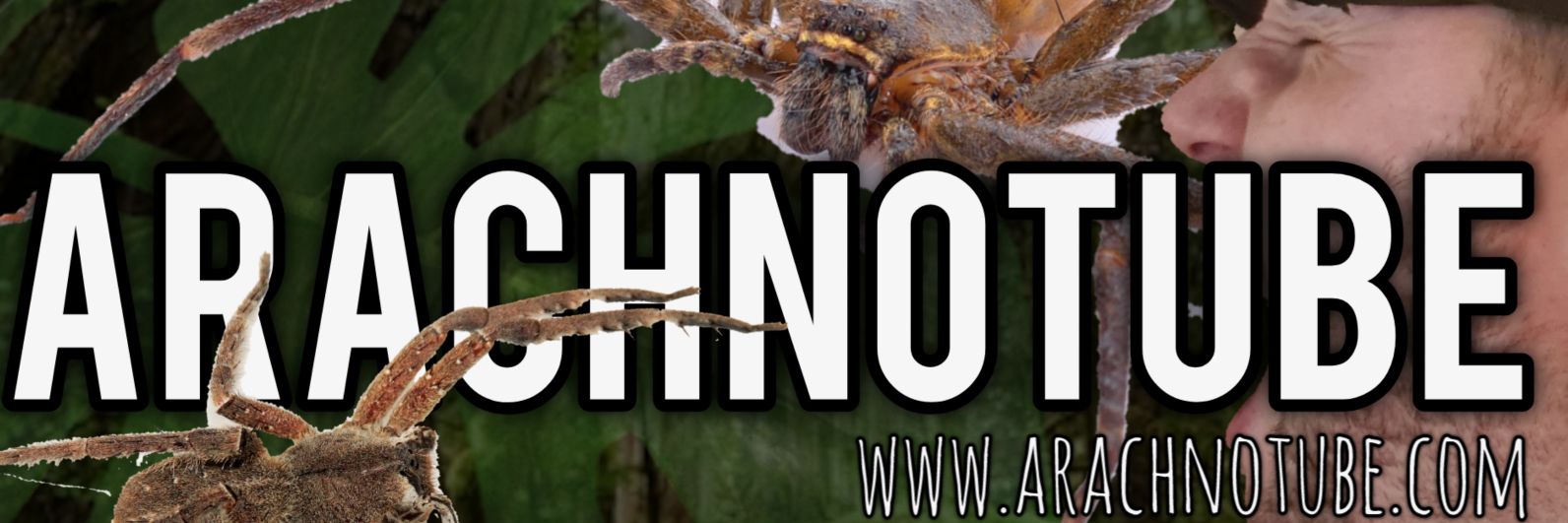 ArachnoTuber's profile banner image
