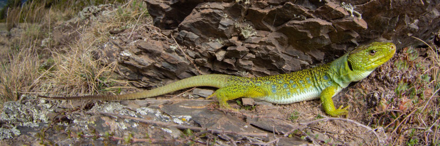 Societat Catalana d'Herpetologia banner