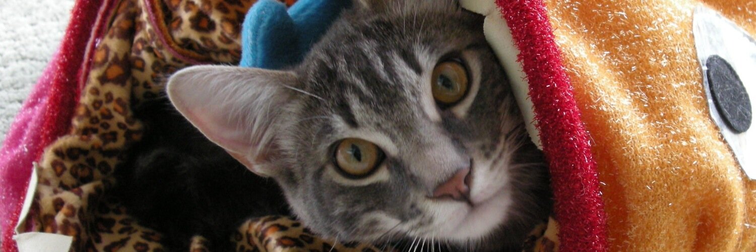 LAYankeeCat's profile banner image