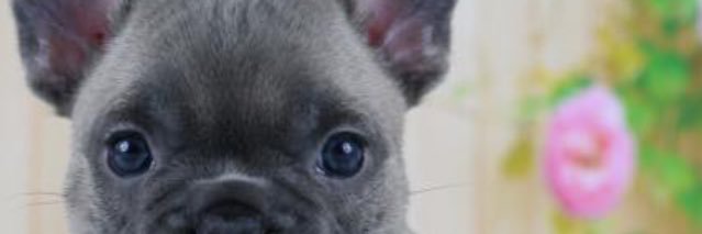 Tina Lee banner