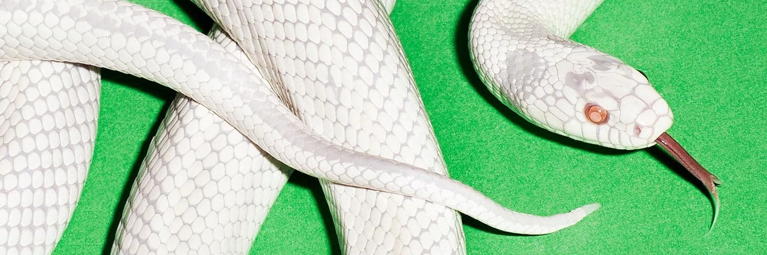 fresh outta fucks forever banner