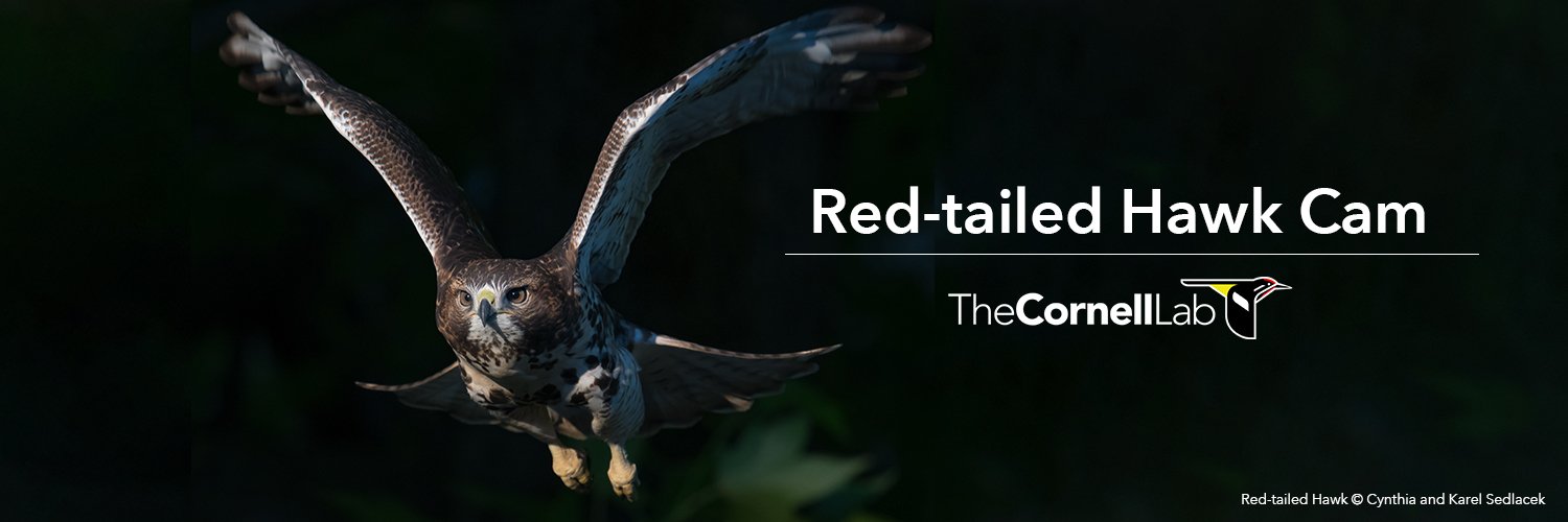 CornellHawks's profile banner image