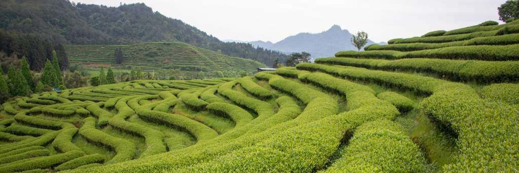 Emanuel Rolon banner