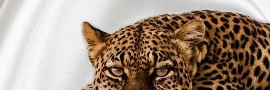 shePrettyLethal's profile banner image