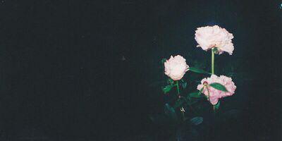 Shaimaa_sm97's profile banner image
