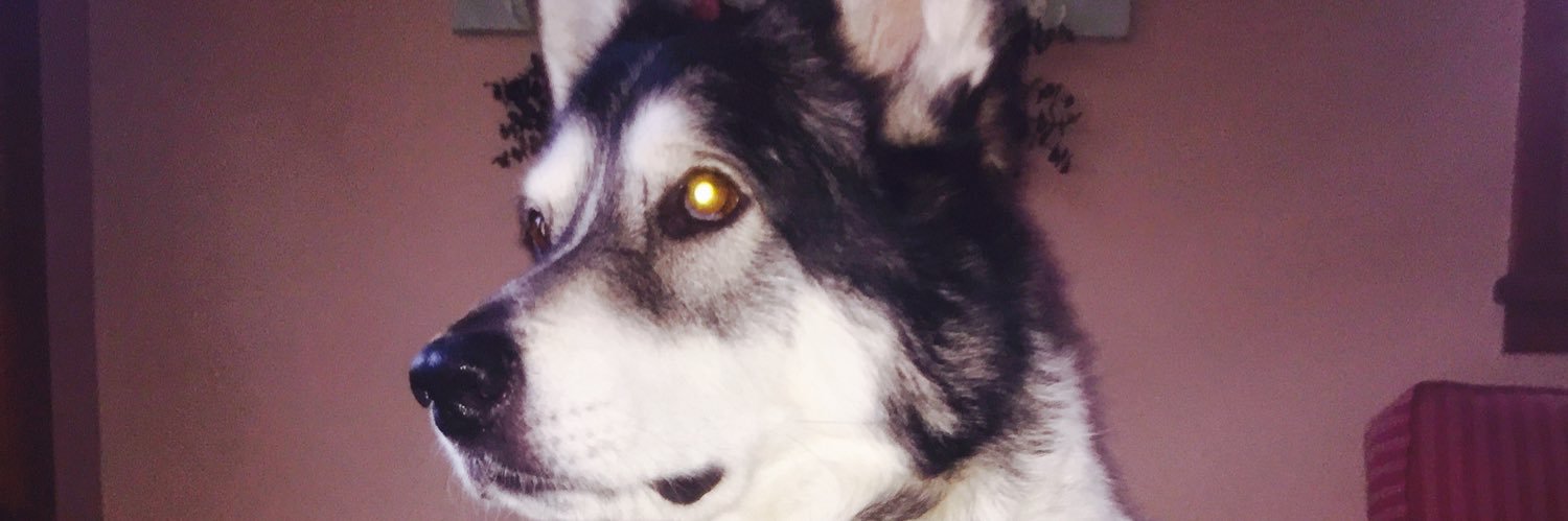 ally_mroczekx3's profile banner image