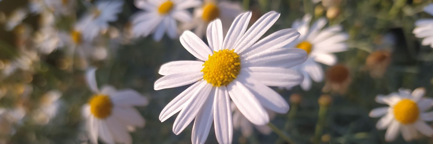 someotherjamaa's profile banner image