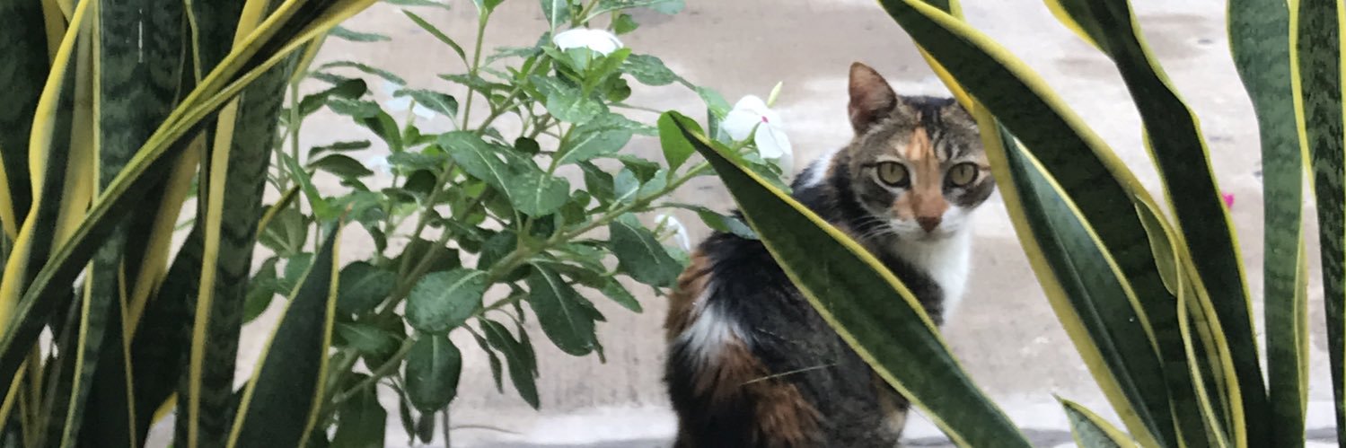 laurilaaw's profile banner image