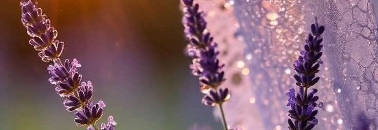 Nourah_Beg's profile banner image