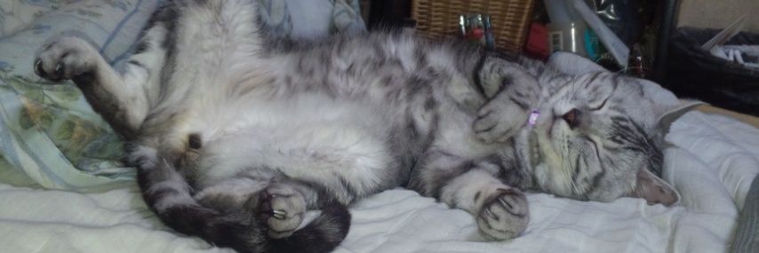 koji_roy's profile banner image