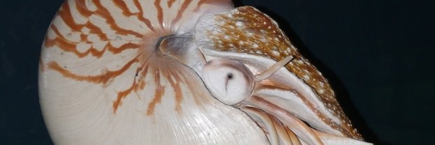 Nautilus banner