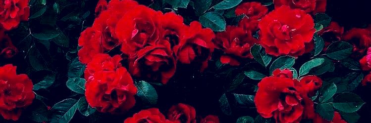 pittyshp's profile banner image