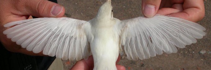 Bougainvillea banner