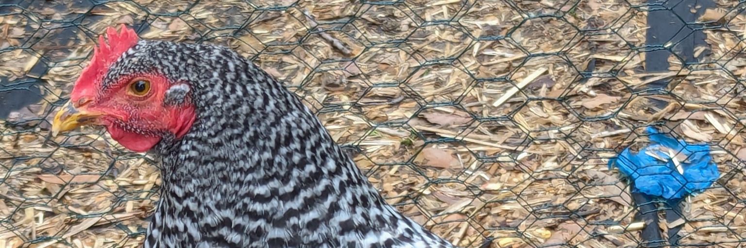 ☀️🐓Mr.Dr.Prof.Jon Spikes 👽🎮 banner