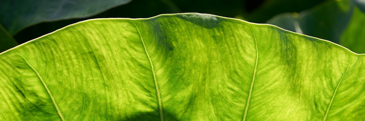INPEACEhawaii's profile banner image
