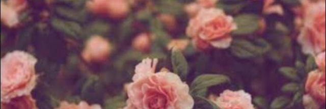ReeceAllenx's profile banner image