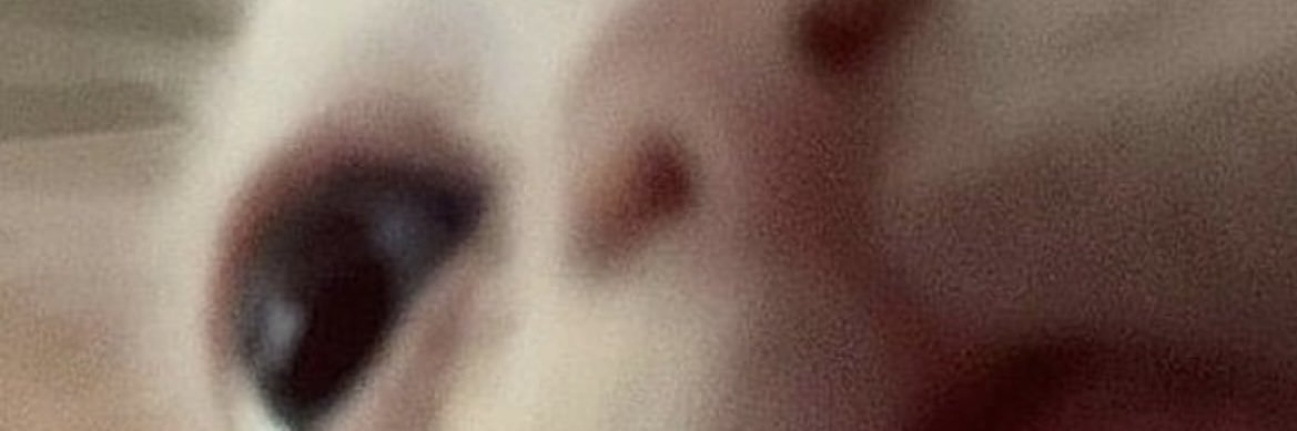 SydneyFlesher's profile banner image