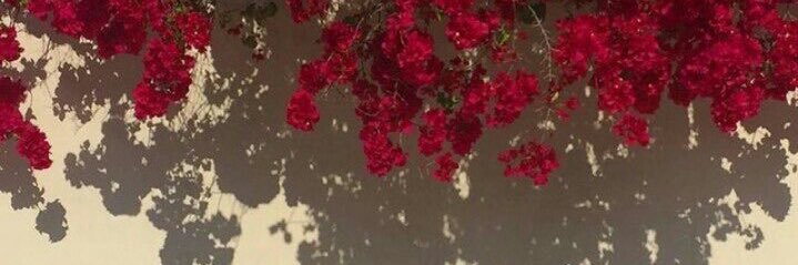 Angheline_Dl's profile banner image