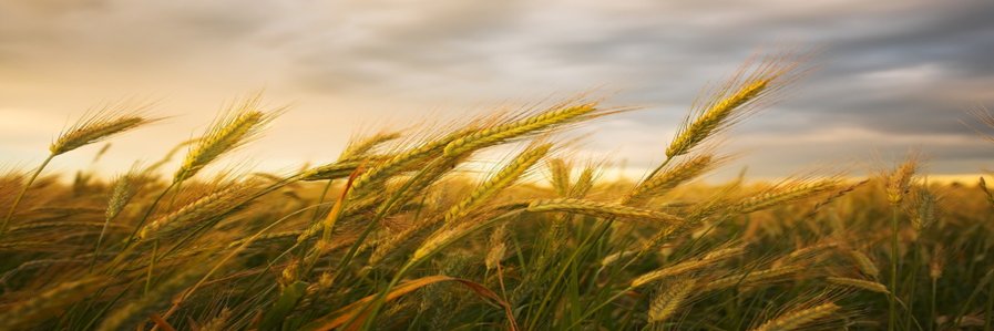 Colin Campbell banner