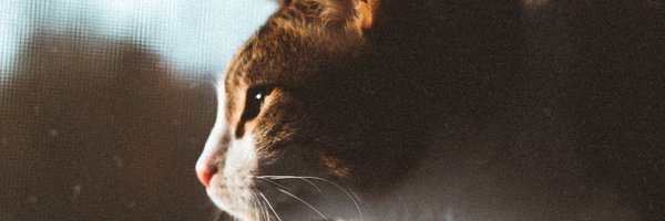 TridentSkrt Profile Banner