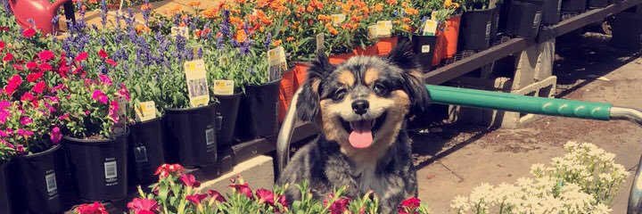 PrincessScrappy's profile banner image