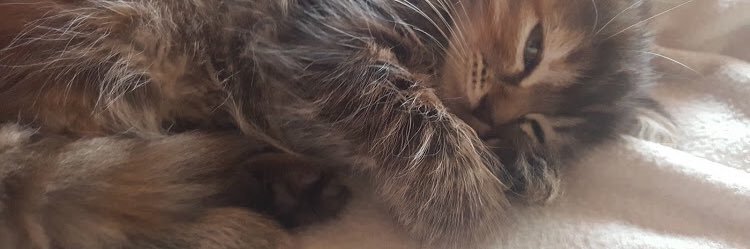 KLibois's profile banner image