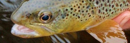 slappytrout's profile banner image