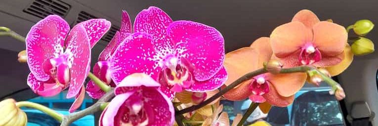 ardi_massy's profile banner image