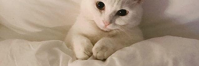 Cheesegirl🧀 banner