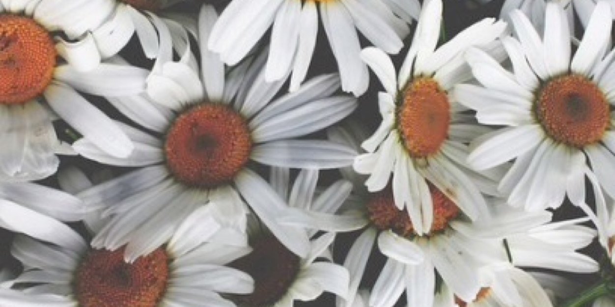 savannahalaina's profile banner image
