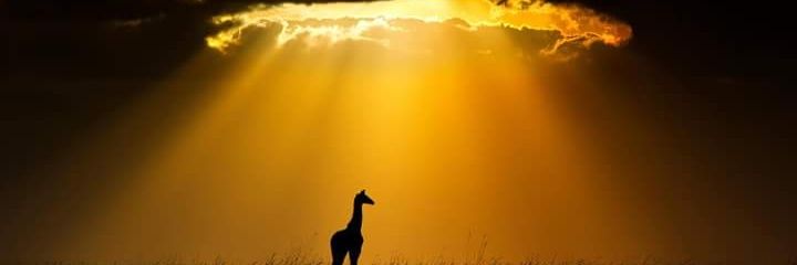 ThECEOalpha's profile banner image