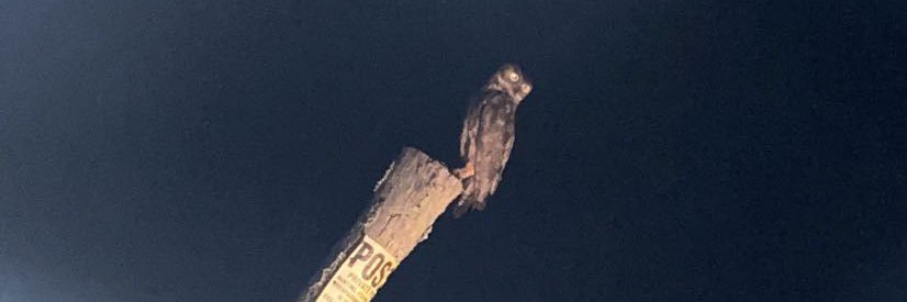 soytylerdavis's profile banner image