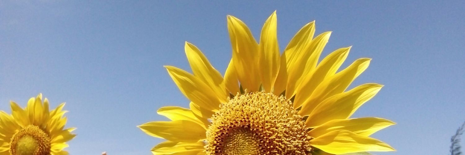 MerryWS's profile banner image