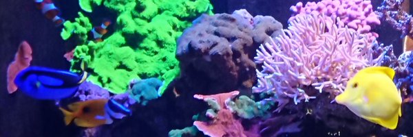 seyren_nya Profile Banner