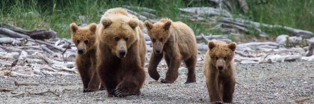 BearOtters's profile banner image