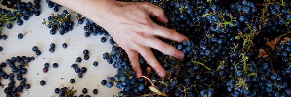 joelgottwines Profile Banner