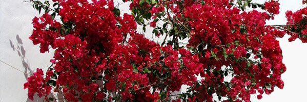 i_Foon's profile banner image
