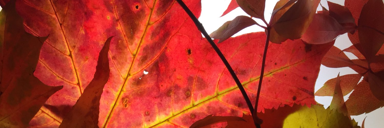 Anna_Coromina's profile banner image