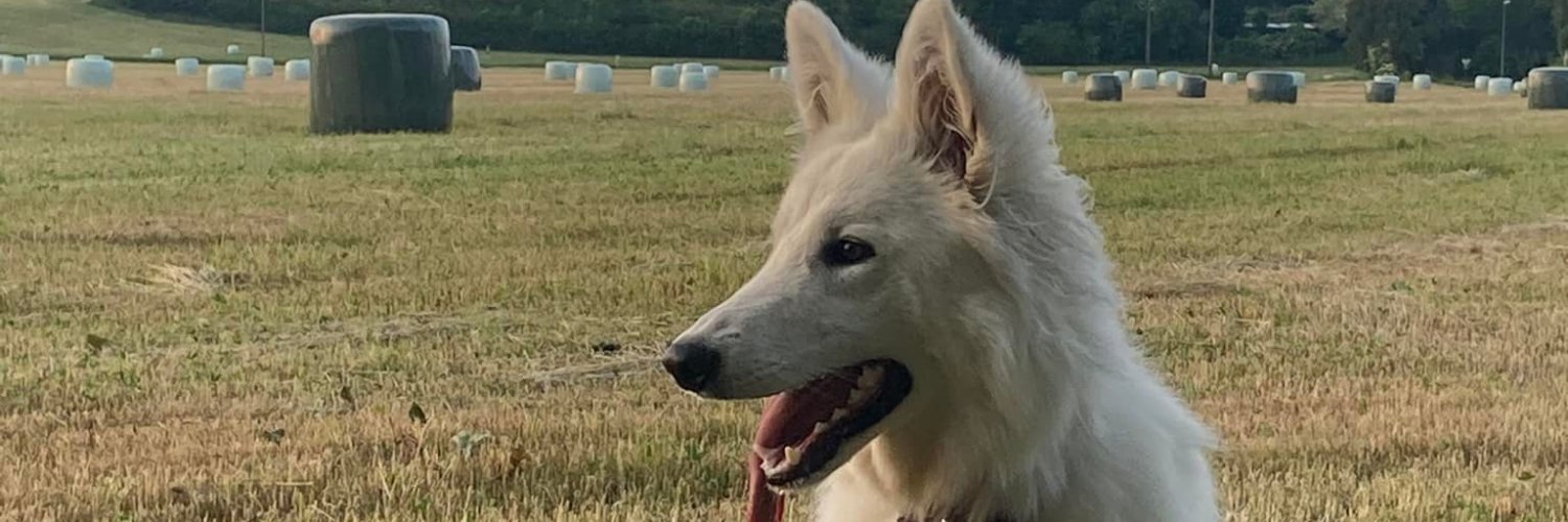 ArianaLoolaa's profile banner image
