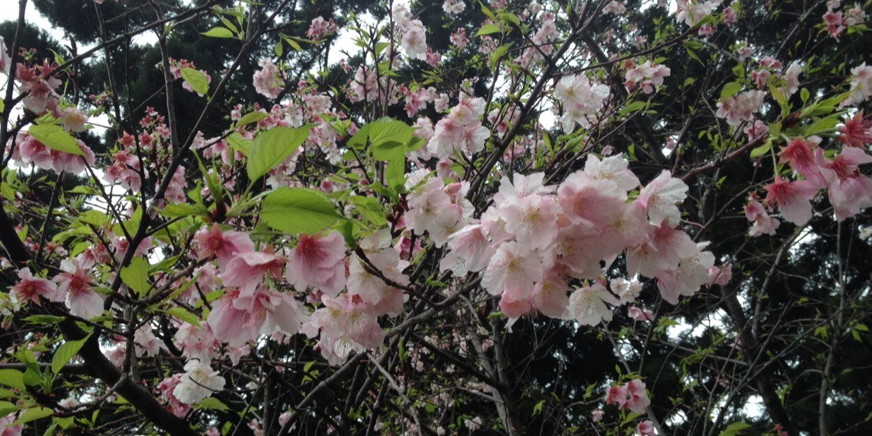 cacaca_su's profile banner image