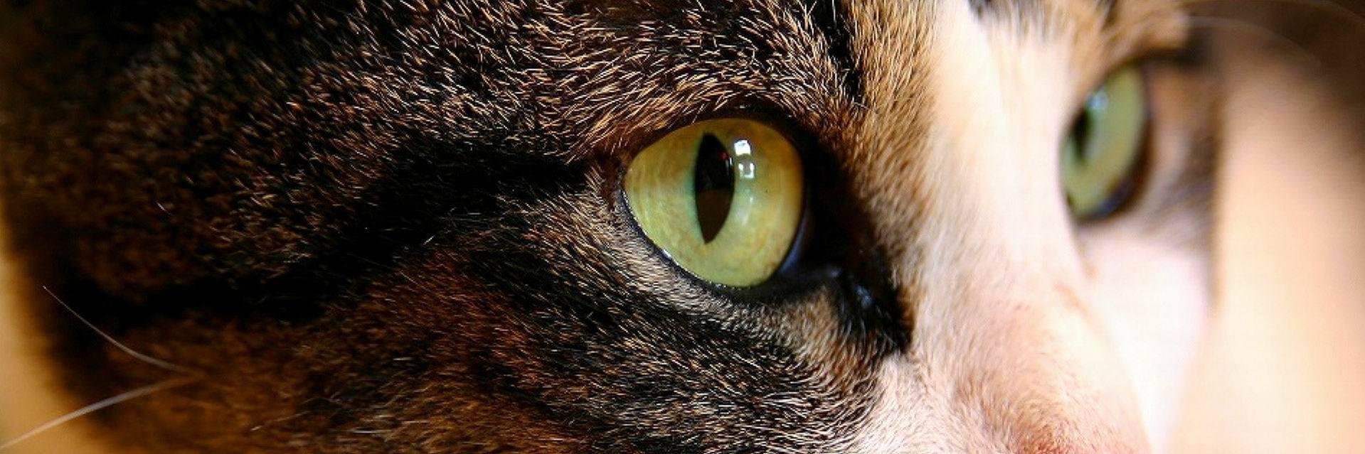 pierre_cat's profile banner image