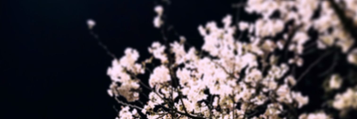 paca_mon's profile banner image