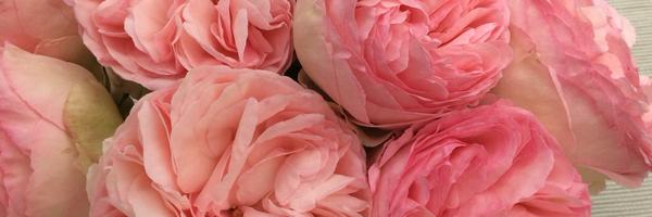 CTillekaerts Profile Banner