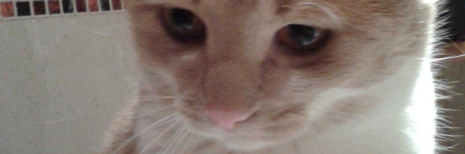encarnacascales's profile banner image