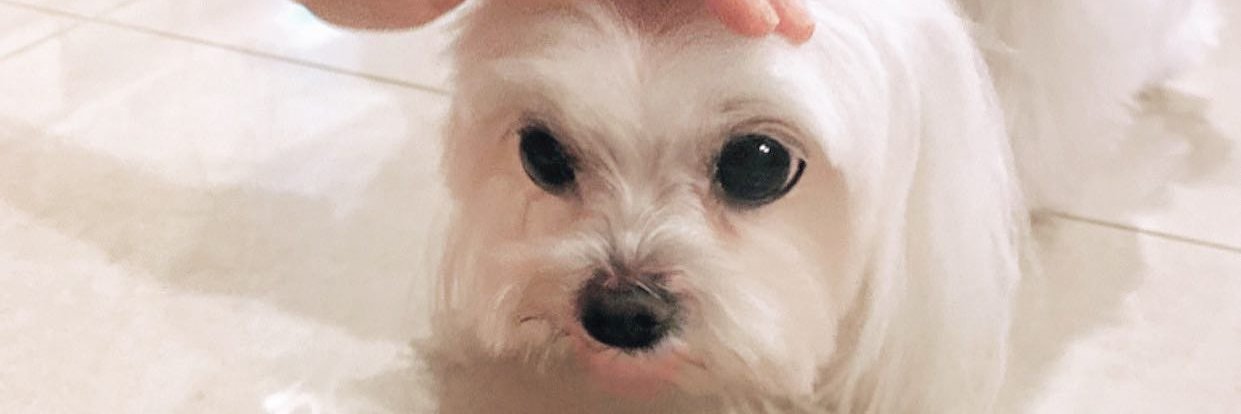 cutecat_1986's profile banner image