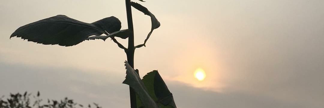 floar_e's profile banner image