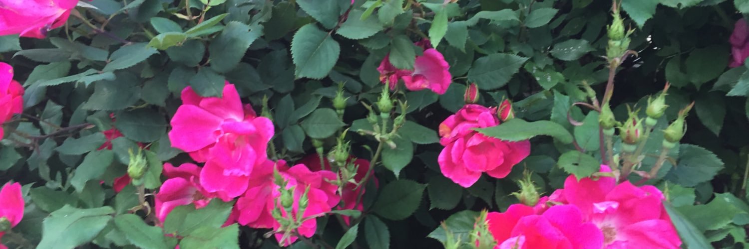 SHSmithBooks's profile banner image