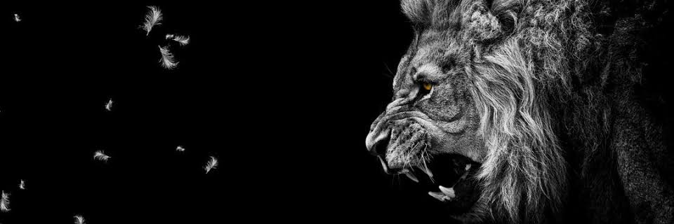 Chasing_Pips's profile banner image